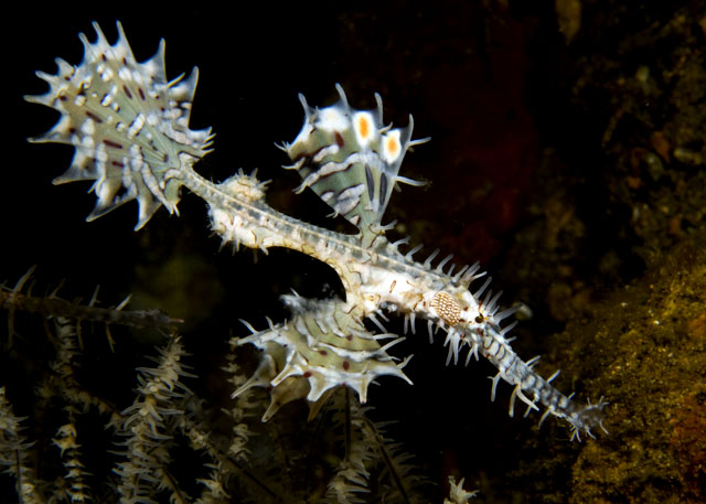 36_Ornate Ghostpipefish3.jpg